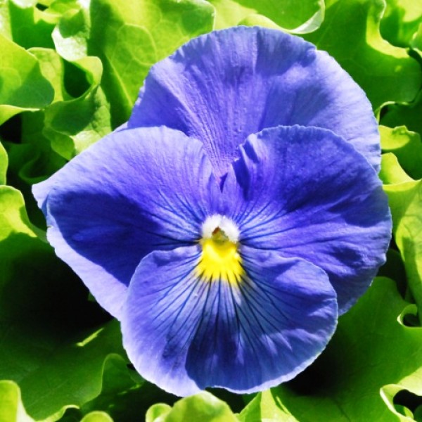 Omaxe Pansy f1 Celestial Sky Blue Blotch (10 seeds) pure blue